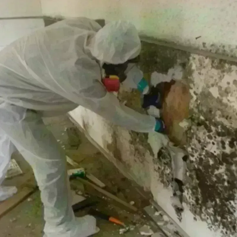 Mold Remediation and Removal in Kensington, CT